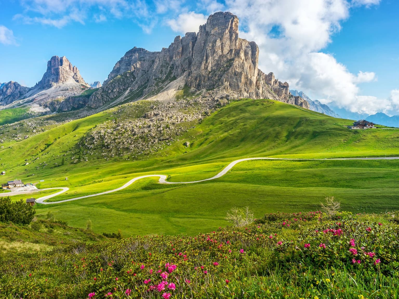 A pass road winds across green high pasture below pale rock towers in the Dolomites, with pink alpenrose in flower in the foreground.