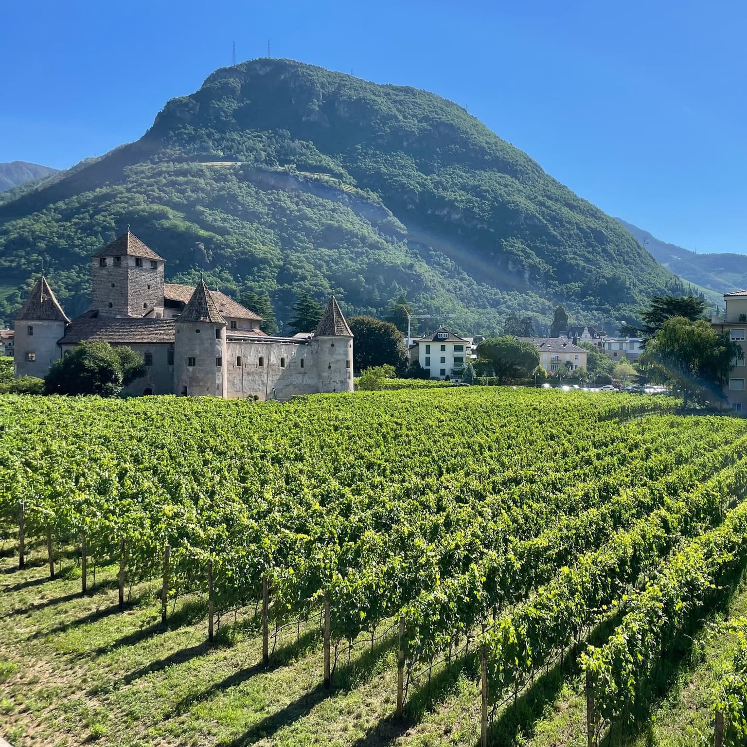 Bolzano's Castel Mareccio surrounded by vineyard rows, a forested hill rising behind the medieval towers