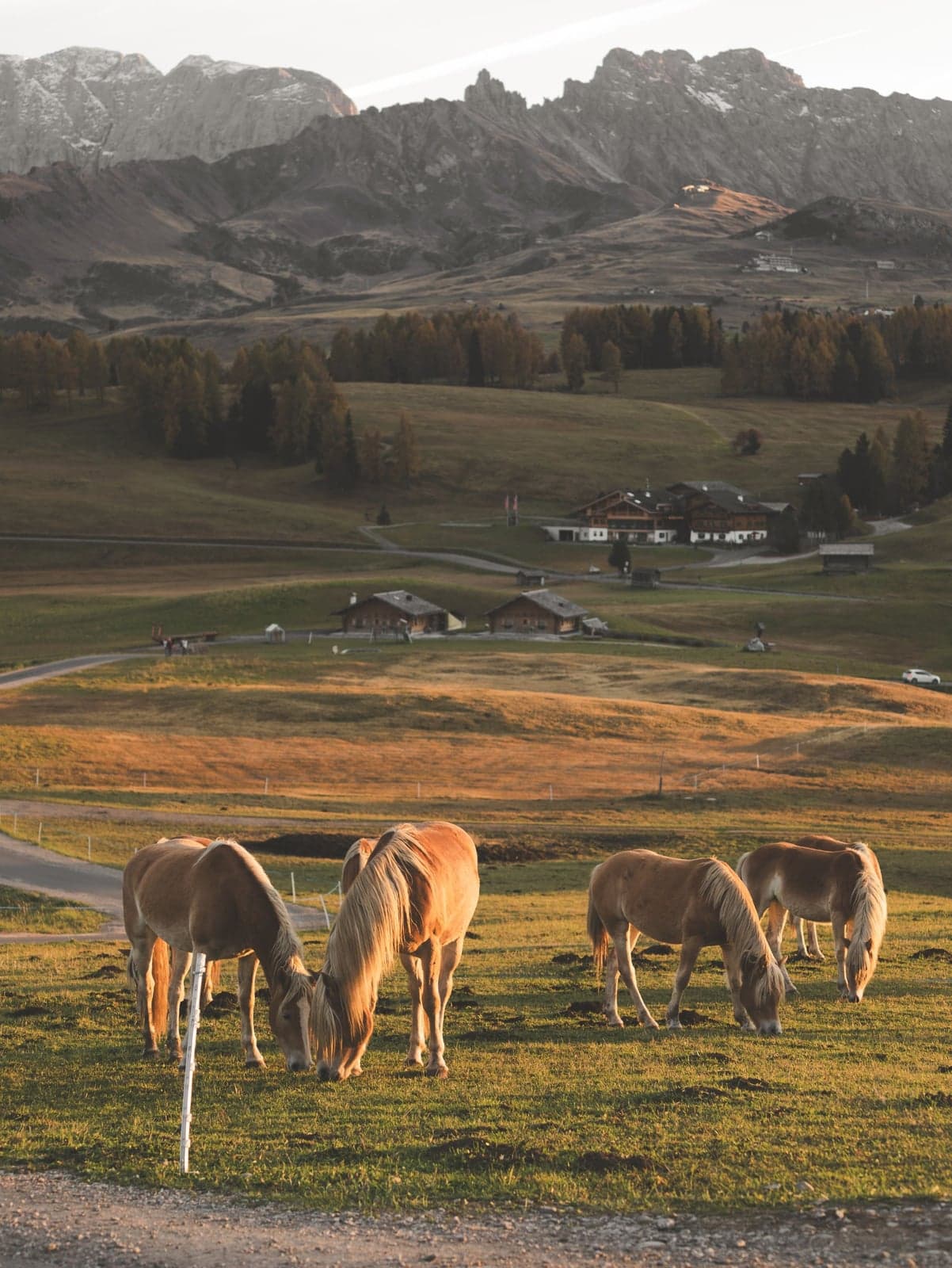 Haflinger horses grazing in an open pasture in Val di Funes, farm buildings in the background