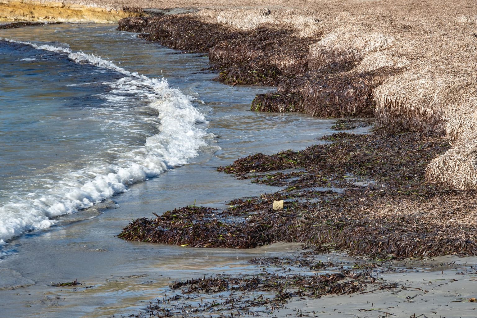 Dark mats of beached Posidonia seagrass along the sand, plant matter and not trash