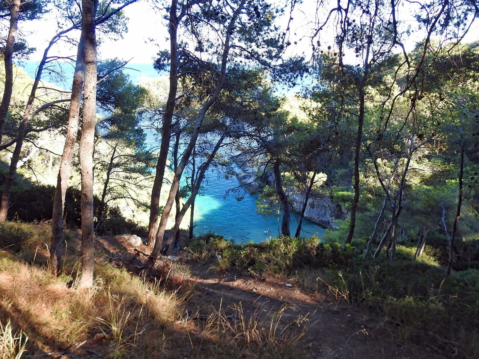 Pine trees above a small cove of green-turquoise water on the Salento coast