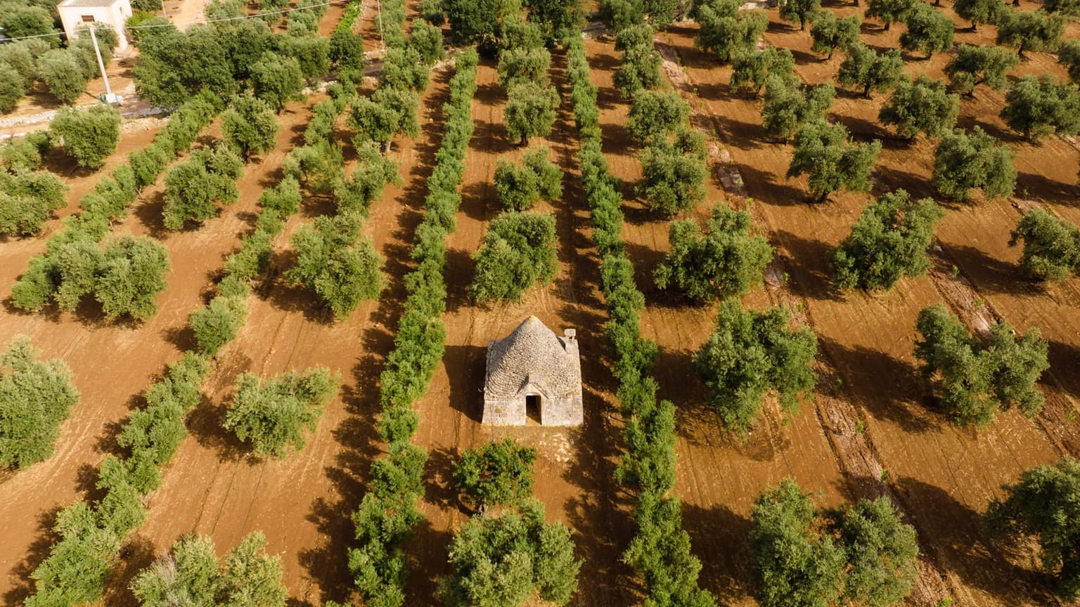 Rows of olive trees on red plowed soil seen from the air, with a small stone field hut under a conical roof standing among them