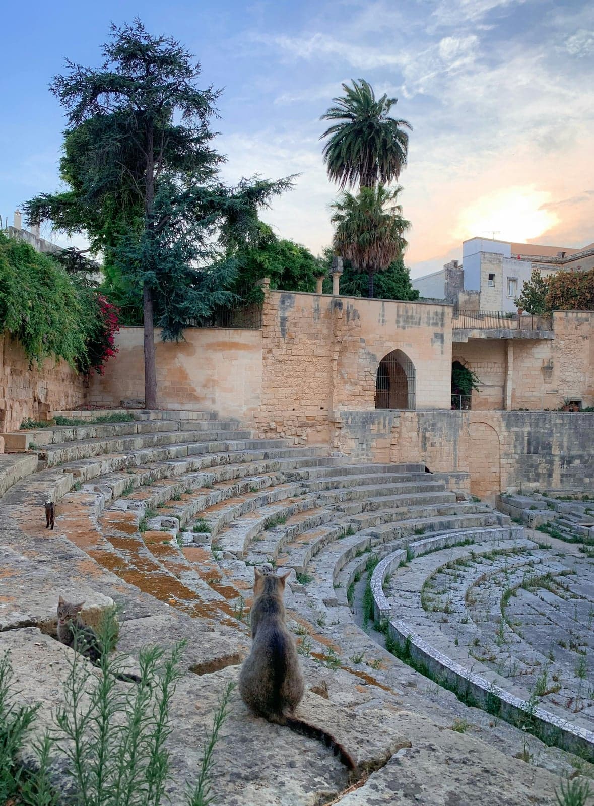 Lecce's small Roman theater at dusk: semicircular stone tiers with weeds between them, a paved orchestra, a high stone wall behind, and three cats resting on the tiers