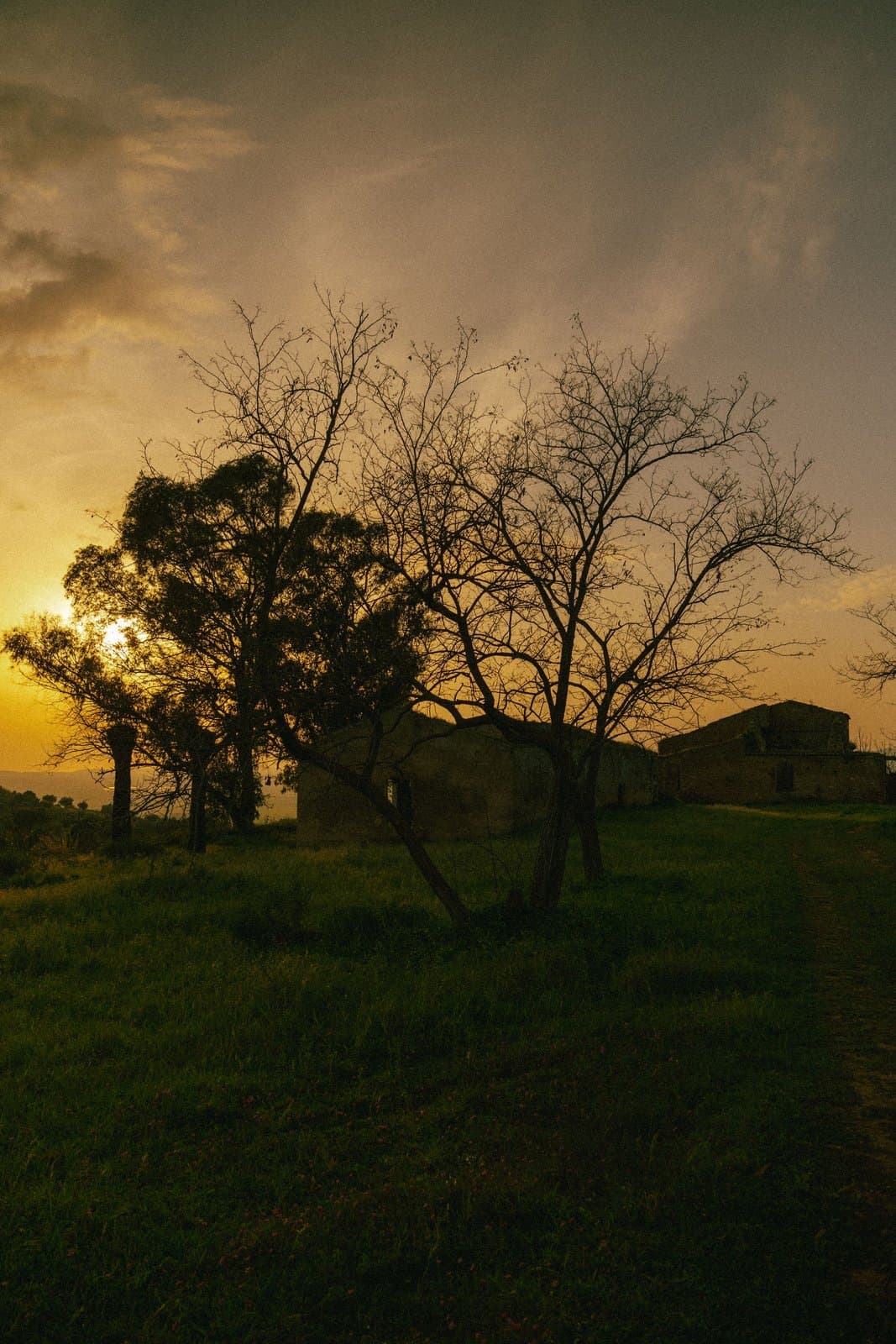 A rustic stone farmhouse near Niscemi, Sicily, silhouetted among bare and leafy trees at sunset, open countryside stretching out with no other building in sight