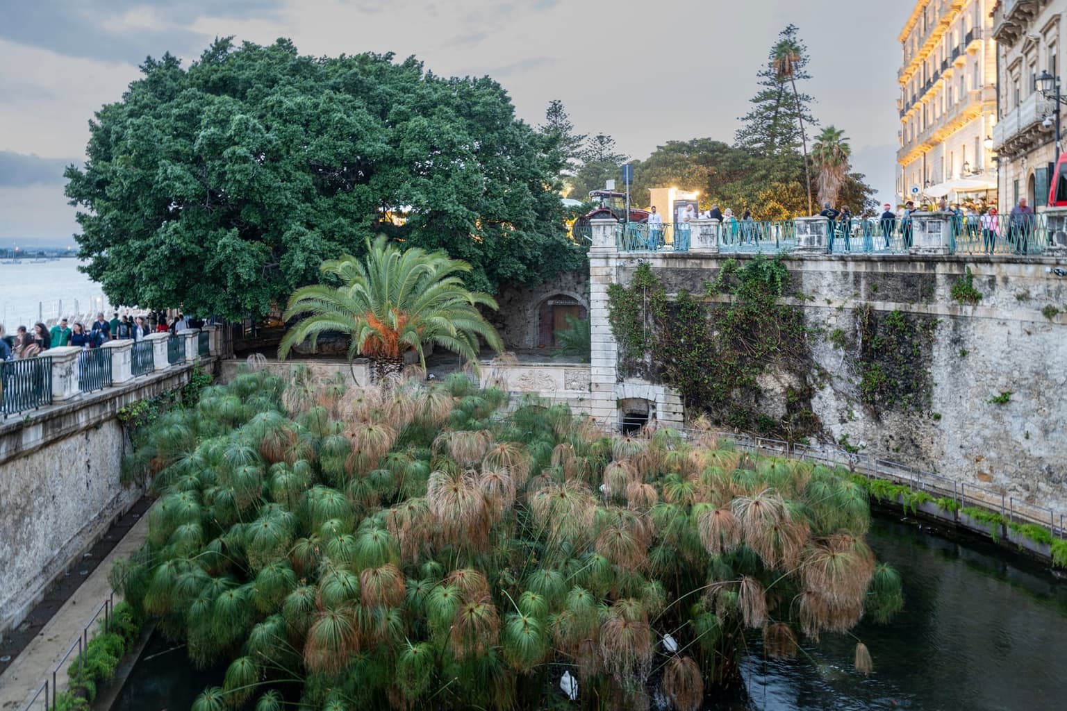 Fonte Aretusa's basin thick with papyrus, old stone walls and the harbor beyond