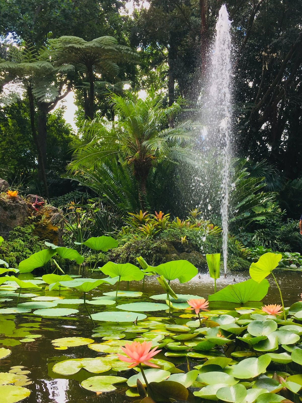 A lily pond in La Mortella's garden on Ischia, pink water lilies and a tall fountain jet in front of tree ferns, palms and bromeliads