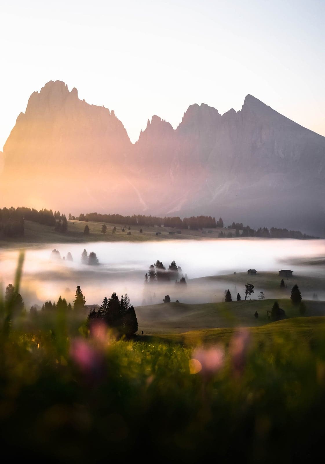 Low mist curling across the meadows of Alpe di Siusi at sunrise, silhouetted spruce trees and distant hut roofs emerging from the fog, with the mountain ridge lit pink and gold above and out-of-focus wildflowers in the foreground