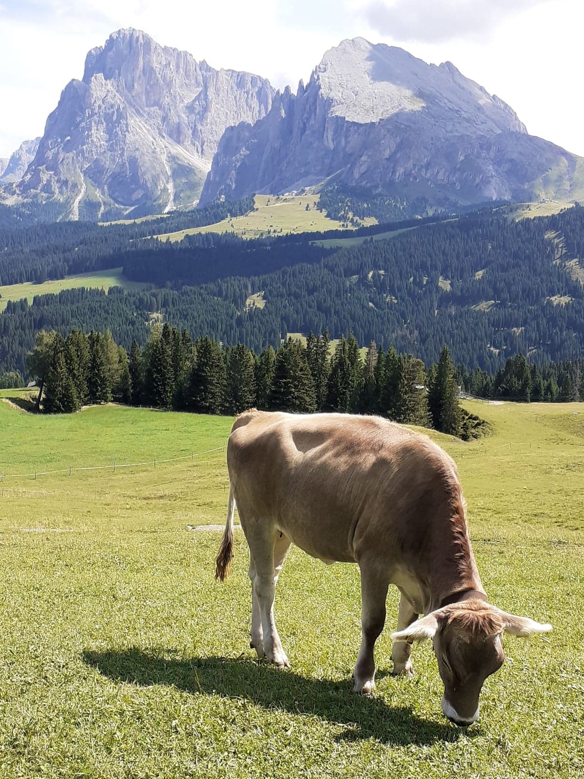 A light brown cow grazing head-down in a green alpine meadow on Alpe di Siusi, with the jagged peaks of the Sassolungo and Sassopiatto massif rising behind under a bright sky
