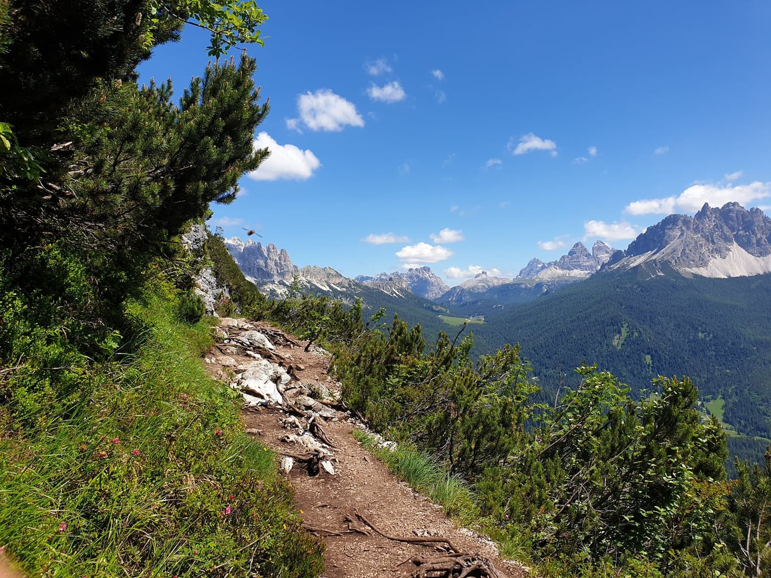 A narrow dirt trail cutting through dwarf pine on a Dolomite ridge, with jagged peaks layered across the valley view beyond.