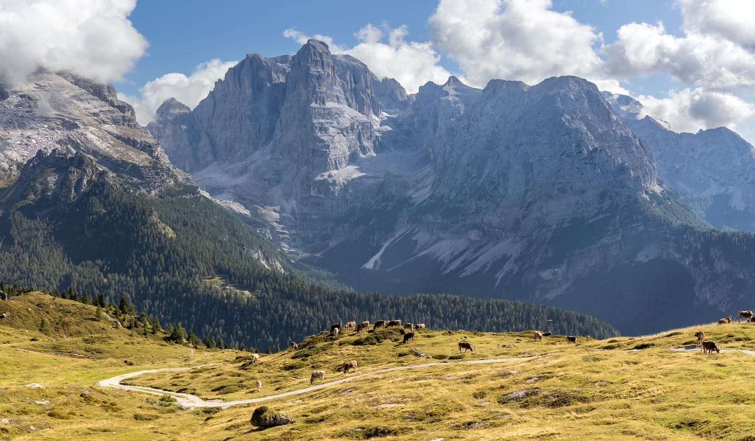 Cows grazing on a high Dolomites pasture crossed by a dirt track, gray rock walls behind