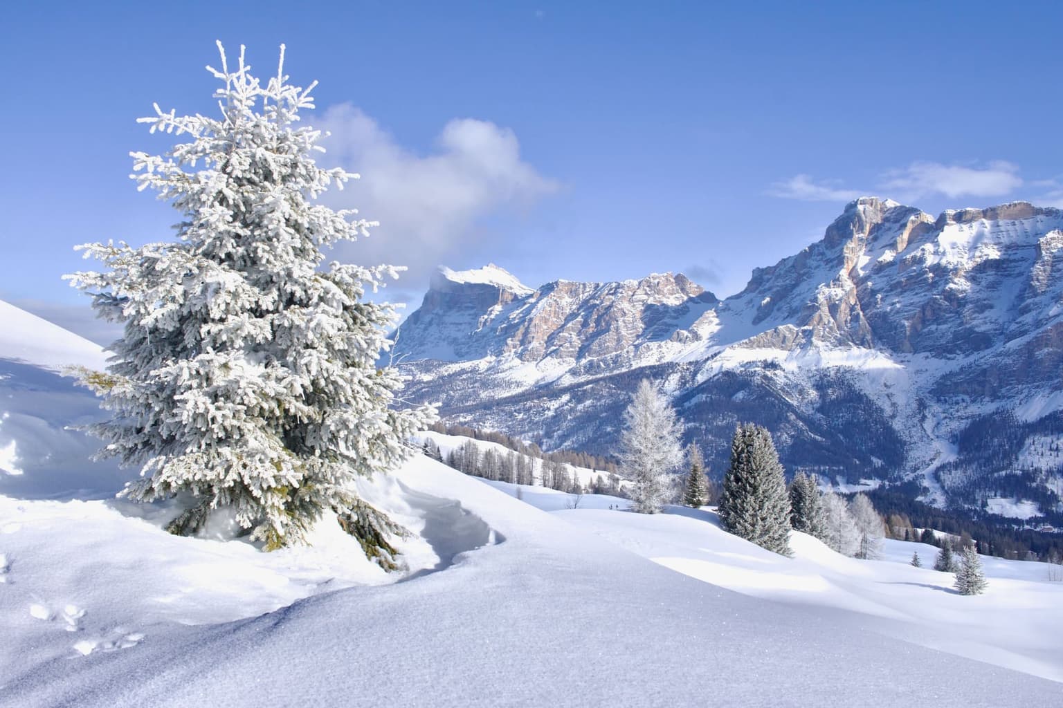 A snow-frosted spruce and deep, smooth snow below a sunlit Dolomite massif