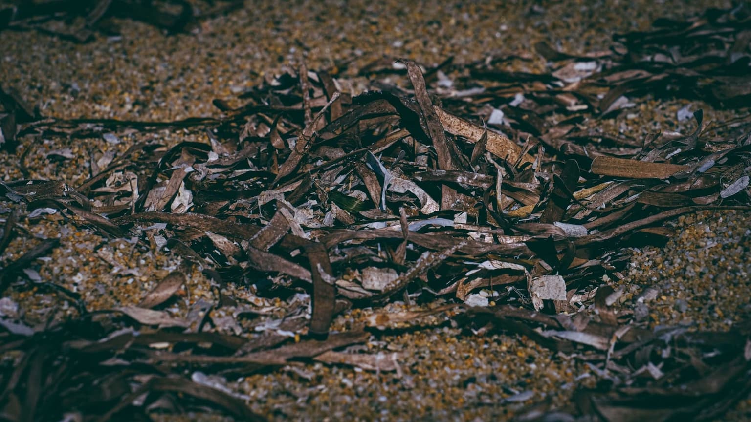 A close-up of a dense, tangled mat of dried brown seagrass (posidonia) blades washed up on the sand