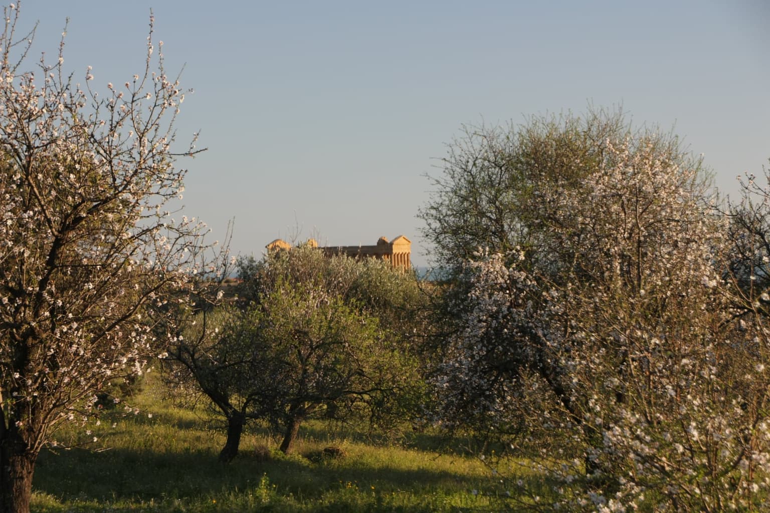 The Temple of Concordia's columns glow in late-day sun, framed between blossoming almond branches in an orchard near Agrigento's Valley of the Temples.